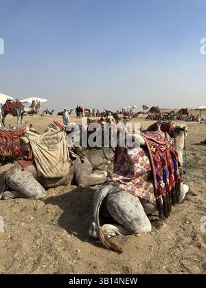 Eine Gruppe von Kamelen in der Nähe der Pyramiden und der Großen Sphinx an einem sonnigen Tag, Ägypten Stockfoto