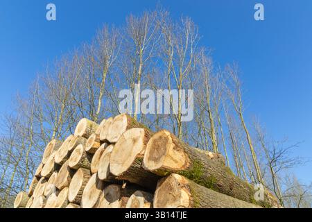 Nahaufnahme von Baumstämmen in der Natur mit blauem Himmel. Gesägte Bäume aus dem Wald. Holzeinschlag Holzindustrie. Stockfoto