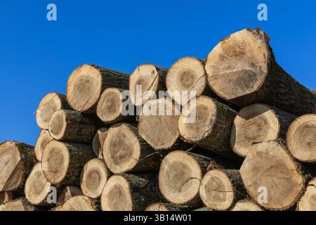 Viele Baumstämme werden übereinander gestapelt, indem sie geschnitten werden und jährliche Ringe zum Publikum aus nächster Nähe zeigen Stockfoto