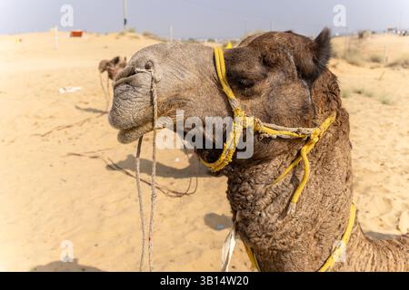 Kamelkopf aus nächster Nähe in der Wüste unter hellem Tageslicht Stockfoto