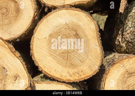 Nahaufnahme von Baumstämmen in der Natur. Viele geschnittene Baumstämme. Vorderansicht. Natürlicher Hintergrund. Stockfoto