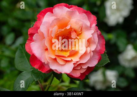 Zweifarbige Hybrid-Teerose „Granada“ mit purpurroten äußeren Blütenblättern und Aprikosenzentrum im Stevens-Coolidge House & Gardens in North Andover, Massachusetts, USA Stockfoto