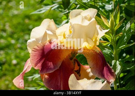 Makro von Iris germanica „Supreme Sultan“ mit detaillierter Textur samtiger roter Fälle, die sich in goldgeäderte Kehle und orangebärtiges Wappen vermischen. Stockfoto