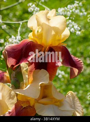 Zwei Blüten der Iris germanica „Supreme Sultan“ mit goldenen, aufrechten Stühlen und tiefen rotbraunen Wasserfällen, kräftiger, hochbärtiger Iris im Juni blühen. Stockfoto