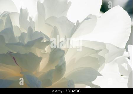 Abstrakte Nahaufnahme weißer Paeonia lactiflora-Blüten mit durchscheinender Rüschenstruktur und weichem Licht, fotografiert in North Andover, Massachusetts. Stockfoto