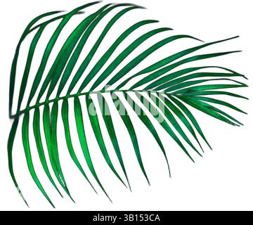 Isoliertes, üppiges Palmblatt mit seiner komplizierten Textur und anmutigen gewölbten Stirnbögen. Die satten Farben und Details des Blattes erwecken ein tropisches Gefühl Stockfoto
