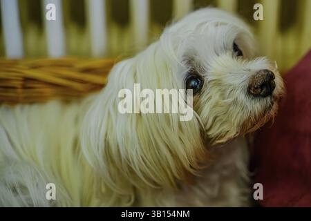 Nahaufnahme eines aufmerksamen weißen Hundes mit langem Fell in einem Korb, Malteser Stockfoto