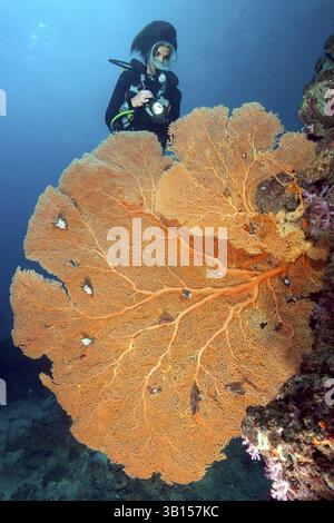 Unterwasserfoto von Taucherinnen beim Tauchen mit Blick auf große Fächerkorallen (Anella mollis) Hornkorallen Gorgonien, die an einer steilen Wand wachsen, in Col Stockfoto