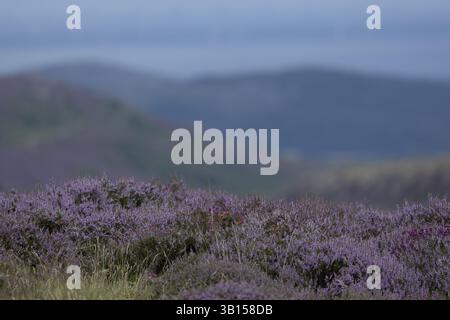 Lila blühende Heidekraut (Erica) im Vordergrund mit Silhouetten von verschwommenen, nebeligen Bergen und Meer im Hintergrund am Rand von Snowdonia Nat Stockfoto