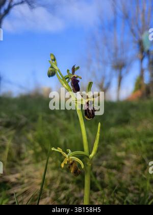 Wilde Orchideen (Aymonin-Ragkraut), die auf einer Wiese wachsen. Der grüne Stiel mit mehreren kleinen, dunkelvioletten Blüten ist im Vordergrund zu sehen. Die Hinterhand Stockfoto