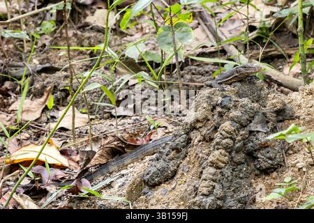 Common Water Monitor - Varanus salvator, Porträt einer großen Echse aus asiatischen Süßwasser, Singapur. Stockfoto