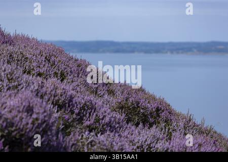 Lila blühende Heidekraut (Erica) im Vordergrund mit Silhouetten von verschwommenen, nebeligen Bergen und Meer im Hintergrund am Rand von Snowdonia Nat Stockfoto