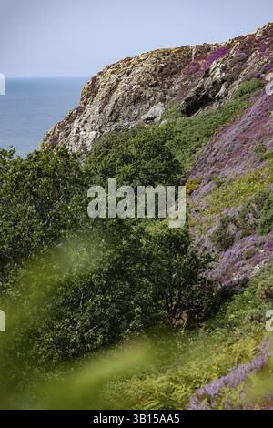 Felsige Landschaft mit lila blühender Heidekraut (Erica) und steilen Klippen am Meer bei Sonnenschein am Rande des Snowdonia National Park, Penmaenmawr, Dwy Stockfoto