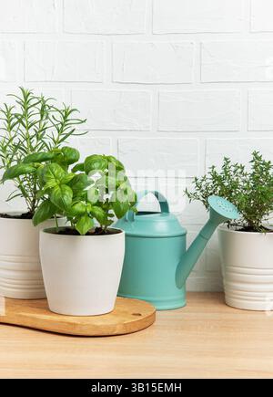 Frische Kräuter, die in Töpfen mit einer Gießkanne auf einem Holztisch vor einer weißen Ziegelwand wachsen, schaffen eine gemütliche Gartenatmosphäre Stockfoto