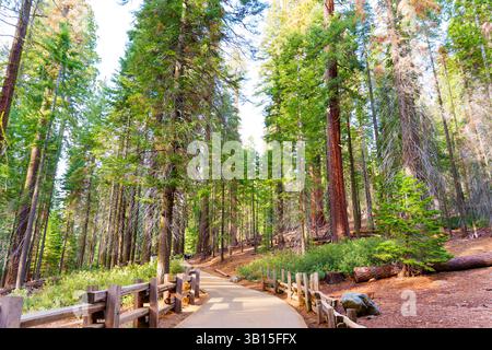 Der ruhige Pfad schlängelt sich durch die majestätischen Mammutbäume im Sequoia-Nationalpark, der üppiges Grün und natürliche Schönheit bei hellem Tageslicht bietet. Stockfoto
