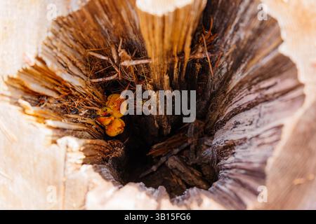 Aus nächster Nähe sehen Sie lebendige Pilze, die sich in einem hohlen Mammutbaumstumpf im Sequoia-Nationalpark befinden und das Zusammenspiel von Natur und hervorheben Stockfoto