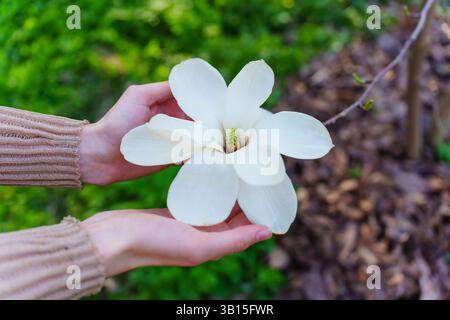 Nahaufnahme einer Person, die sanft eine wunderschöne weiße Magnolienblüte in einer üppig grünen Umgebung hält und die Textur und Details des pe einfängt Stockfoto