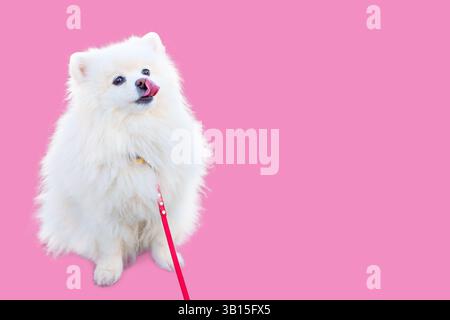Flauschiger weißer Pommerscher Hund, der auf rosa Hintergrund sitzt, eine rote Leine trägt, verspielt mit der Zunge nach außen aussieht, ideal für Inhalte mit Haustieren. Stockfoto