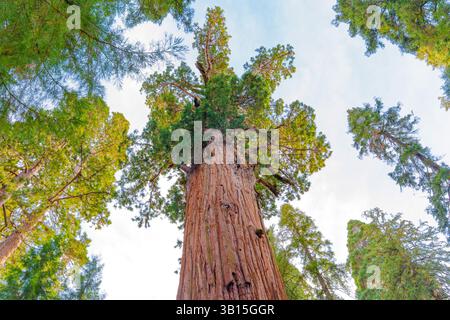 Sequoia-Nationalpark, Kalifornien – 30. November 2024: Der majestätische General Sherman-Baum, ein riesiger Mammutbaum, wird aus einem niedrigen Winkel gefangen und zeigt seine Mutter Stockfoto