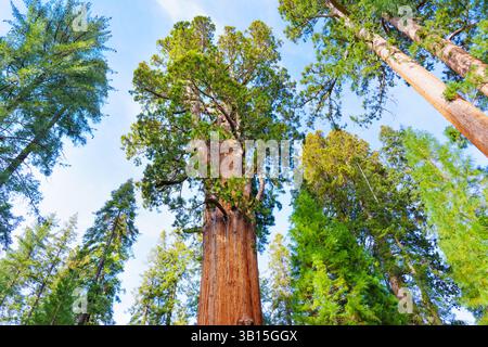 Sequoia National Park, Kalifornien – 30. November 2024: General Sherman Tree, ein riesiger Mammutbaum, steht hoch in einem lebendigen Wald in Sequoia N Stockfoto