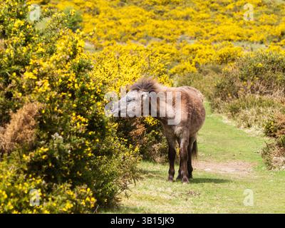 Dartmoor-Pony, das auf den üppigen gelben Blüten des Ginsters Ulex europaeus, auf Roboroough Down, Devon, Großbritannien, weidet Stockfoto
