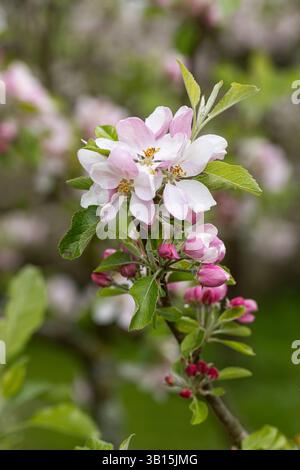 Nahaufnahme von Malus domestica Sunset Apfelbaumblüte blüht in einem englischen Garten im Frühling, England, Großbritannien Stockfoto