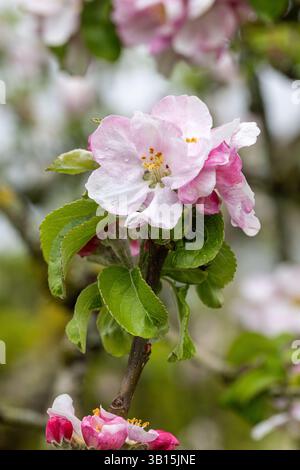 Nahaufnahme der Apfelblüte von Malus domestica Arthur Turner, die im Frühjahr in einem englischen Garten blüht, England, Großbritannien Stockfoto