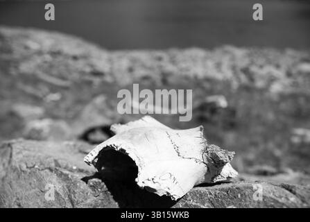 Nahaufnahme eines Tierknochens auf felsigem Gelände, der natürlichen Verfall und Zeit darstellt Stockfoto