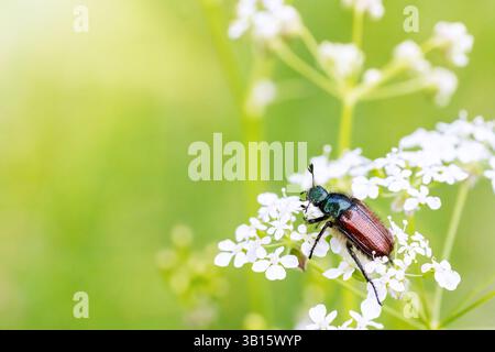 Phyllopertha horticola, der Gartenscheuerkäfer, ist ein Käfer aus der Familie Scarabaeidae. Stockfoto