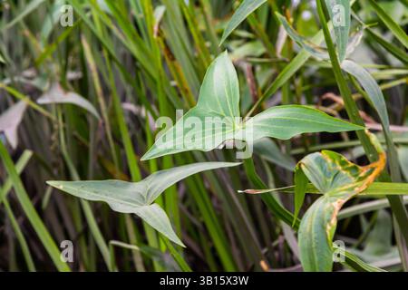 Die wilde Wasserpflanze Sagittaria sagittifolia wächst in langsam fließendem Wasser. Stockfoto