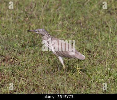 Ein indischer Teichreiher oder Paddybird im Yala-Nationalpark, Sri Lanka Stockfoto