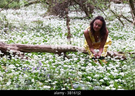 Doddiscombsleigh, Devon, Großbritannien. 25. April 2025. Wetter in Großbritannien: Raich Keene in einem Meer von frischem wildem Knoblauch, Doddiscombsleigh, Devon. Gutschrift Stockfoto