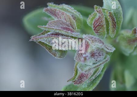 Makrodetail mit Fokus auf Knospen der weißen Steinrose (Cistus albidus) und Tautropfen, Alcoy, Spanien Stockfoto
