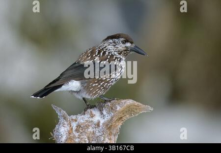 Tannenhäher, Tannen-Häher, Nucifraga Caryocatactes, Nussknacker Stockfoto