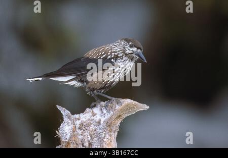 Tannenhäher, Tannen-Häher, Nucifraga Caryocatactes, Nussknacker Stockfoto