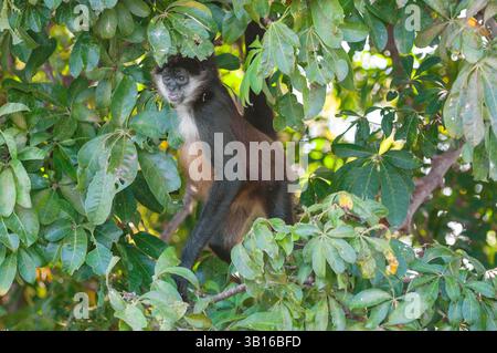 Geoffroys Spinnenaffen, Schwarze Spinnenaffen, Mittelamerikanischer Spinnenaffen (Ateles geoffroyi), Weibchen, das auf einem Ast in einem Baum steht, Nicara Stockfoto