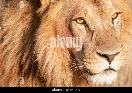 Löwe (Panthera leo), männlich, Porträt, Botswana, Moremi Game Reserve, Okavango Delta Stockfoto
