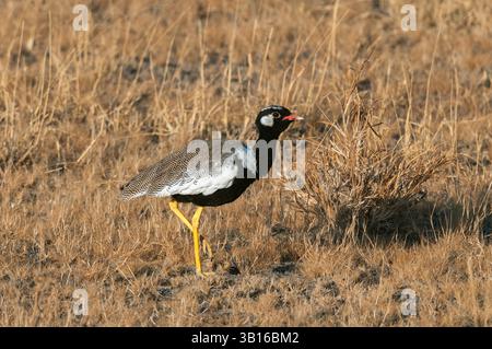 Nördlicher schwarzer Korhaan, weiß gequilelte Trappe (Afrotis afraoides), Spaziergang in der Savanne, Botswana, Central Kalahari Game Reserve Stockfoto
