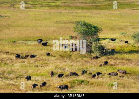 Afrikanischer Büffel (Syncerus Caffer), aus der Vogelperspektive einer Herde afrikanischer Büffel, Botswana, Okavango Delta Stockfoto