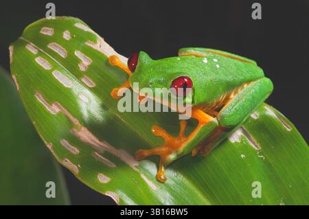 Rotäugige Baumfrog, erlöster Baumfrog, Erlöschungye Baumfrog, Rote Augen Baumfrog, Rotäugenfrosch, Rotaugenfrosch (Agalychnis callidryas), auf einem Blatt sitzend, Stockfoto