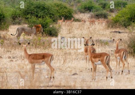 Löwe (Panthera leo), männlicher Löwe, der in der Savanne steht, wachsam von einer Herde Impala beobachtet wird, Botswana, Chobe National Park, Kasane Stockfoto