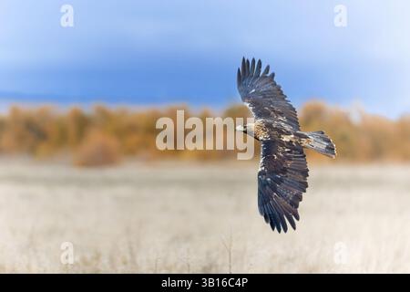 Der spanische Kaiseradler, der iberische Kaiseradler, der Adalbertadler (Aquila adalberti), fliegt tief über Brachland auf der Suche nach Nahrung, Spanien, Kastilien-La Stockfoto