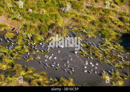 östlicher weißer Pelikan (Pelecanus onocrotalus), aus der Vogelperspektive von großen weißen Pelikanen und Marabustörchen, Botswana, Okavango Delta Stockfoto