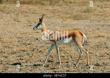 Springbock, Springbock (Antidorcas marsupialis), Spaziergang durch die Savanne, Seitenansicht, Botswana, Central Kalahari Game Reserve Stockfoto