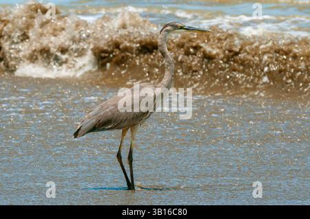 Großer blauer Reiher (Ardea herodias), stehend in der Brandung am Strand, Seitenblick, Costa Rica, Osa Halbinsel Stockfoto