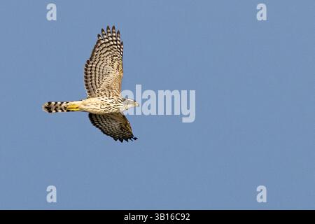 nordgoschawk (Accipiter gentilis), im jungen Gefieder, fliegt auf dem Ijsselmeer, Niederlande, Friesland Stockfoto
