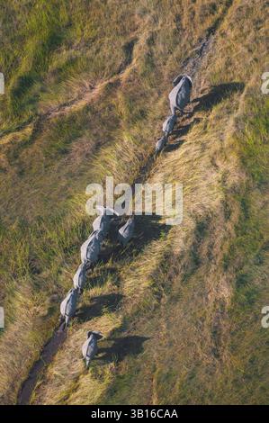 Afrikanischer Elefant (Loxodonta africana), aus der Vogelperspektive einer Elefantenherde, die einem Weg in hohem Gras folgt, Botswana, Okavango Delta Stockfoto