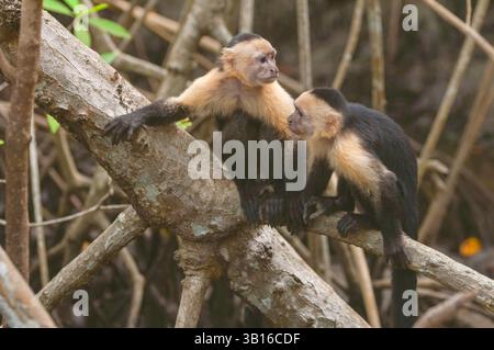 Weißkehlkopfcapuchin, Kolumbianischer Weißkehlkopfcapuchin, kolumbianischer Weißkehlkopfcapuchin, kolumbianischer Weißkehlkopfcapuchin (Cebus capucinus), Paar si Stockfoto