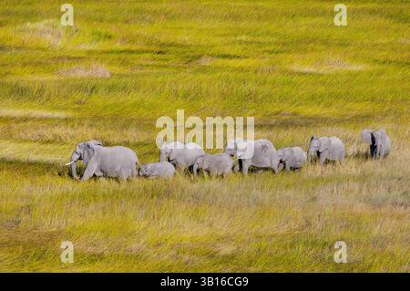 Afrikanischer Elefant (Loxodonta africana), Elefantenherde, die durch hohes Gras spazieren, aus der Vogelperspektive, Botswana, Okavango Delta Stockfoto