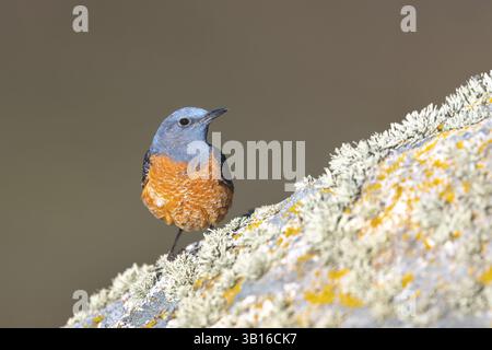 Bergfelsendrossel, Rufous-tailed Rock Thrush (Monticola saxatilis), männlich stehend auf einem von Flechten bewachsenen Felsen, Spanien, Kastilien-Leon, Picos de Stockfoto